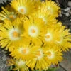 White Eyed Hardy Yellow Ice Plant (Delosperma Basuticum) - 6 Pack Of Pint Pots