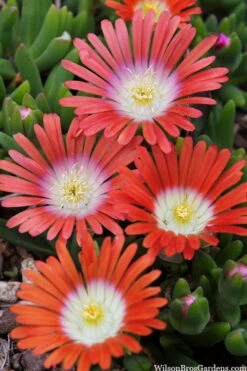 Red Mountain Ice Plant (Delosperma Dyeri) - 5 Pack Of Quart Pots -Wilson Bros Gardens delosperma dyeri red mountain ice plant 10