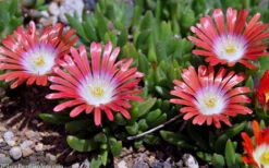 Red Mountain Ice Plant (Delosperma Dyeri) - 5 Pack Of Quart Pots -Wilson Bros Gardens delosperma dyeri red mountain ice plant 11