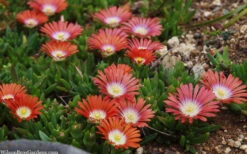 Red Mountain Ice Plant (Delosperma Dyeri) - 5 Pack Of Quart Pots -Wilson Bros Gardens delosperma dyeri red mountain ice plant 12