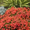 Red Mountain Ice Plant (Delosperma Dyeri) - 5 Pack Of Quart Pots