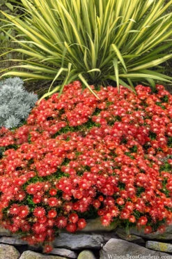 Red Mountain Ice Plant (Delosperma Dyeri) - 5 Pack Of Quart Pots
