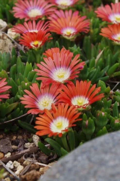 Red Mountain Ice Plant (Delosperma Dyeri) - 5 Pack Of Quart Pots -Wilson Bros Gardens delosperma dyeri red mountain ice plant 6