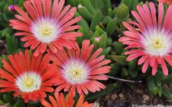 Red Mountain Ice Plant (Delosperma Dyeri) - 5 Pack Of Quart Pots -Wilson Bros Gardens delosperma dyeri red mountain ice plant 9
