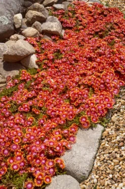 Fire Spinner Ice Plant (Delosperma) - 10 Pack Of Quart Pots -Wilson Bros Gardens delosperma fire spinner ice plant 10