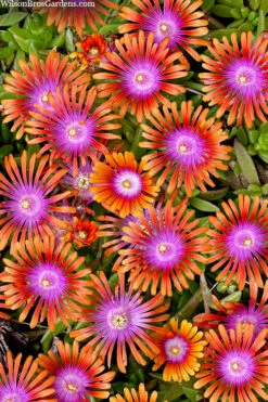 Fire Spinner Ice Plant (Delosperma) - 10 Pack Of Quart Pots