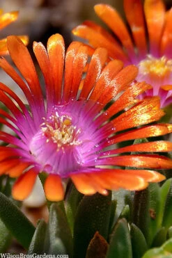 Fire Spinner Ice Plant (Delosperma) - 10 Pack Of Quart Pots -Wilson Bros Gardens delosperma fire spinner ice plant 8