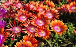 Fire Spinner Ice Plant (Delosperma) - 10 Pack Of Quart Pots -Wilson Bros Gardens delosperma fire spinner ice plant 9