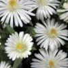 Jewel Of The Desert Moonstone White Ice Plant - 12 Pack Of Quart Pots