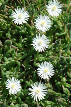 Jewel Of The Desert Moonstone White Ice Plant - 12 Pack Of Quart Pots -Wilson Bros Gardens delosperma jewel of the desert moonstone ice plant 6