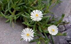 Jewel Of The Desert Moonstone White Ice Plant - 12 Pack Of Quart Pots -Wilson Bros Gardens delosperma jewel of the desert moonstone ice plant 8
