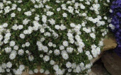 Jewel Of The Desert Moonstone White Ice Plant - 12 Pack Of Quart Pots -Wilson Bros Gardens delosperma jewel of the desert moonstone ice plant 9