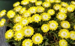 Jewel Of The Desert Peridot Yellow Ice Plant - 5 Pack Of Pint Pots -Wilson Bros Gardens delosperma jewel of the desert peridot yellow ice plant 1