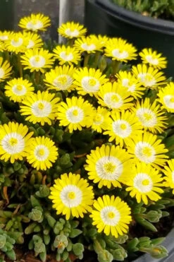Jewel Of The Desert Peridot Yellow Ice Plant - 5 Pack Of Pint Pots -Wilson Bros Gardens delosperma jewel of the desert peridot yellow ice plant 2