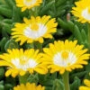 Jewel Of The Desert Peridot Yellow Ice Plant - 5 Pack Of Pint Pots