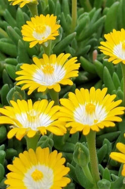 Jewel Of The Desert Peridot Yellow Ice Plant - 5 Pack Of Pint Pots