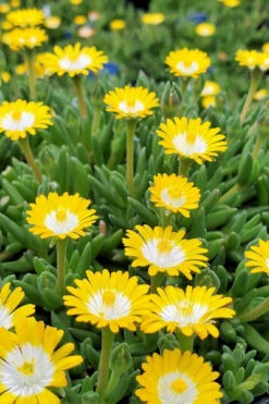 Jewel Of The Desert Peridot Yellow Ice Plant - 5 Pack Of Pint Pots -Wilson Bros Gardens delosperma jewel of the desert peridot yellow ice plant 4