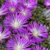 John Proffitt Hardy Purple Ice Plant (Delosperma) - 5 Pack Of Quart Pots