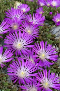 John Proffitt Hardy Purple Ice Plant (Delosperma) - 5 Pack Of Quart Pots