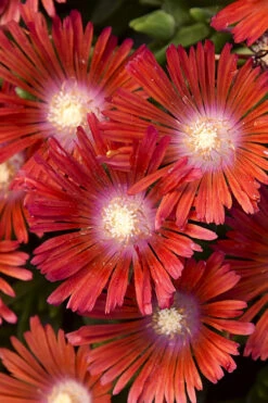 Dancing Embers Hardy Ice Plant - 1 Gallon Pot -Wilson Bros Gardens delosperma kaleidoscope dancing embers hardy ice plant 5