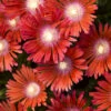 Dancing Embers Hardy Ice Plant - 1 Gallon Pot