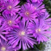 Orchid Flash Hardy Ice Plant - 1 Gallon Pot