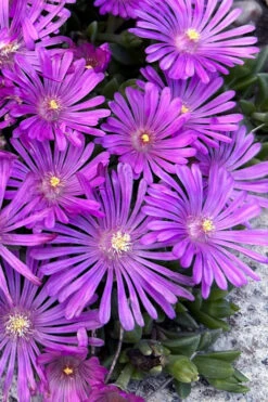 Orchid Flash Hardy Ice Plant - 1 Gallon Pot