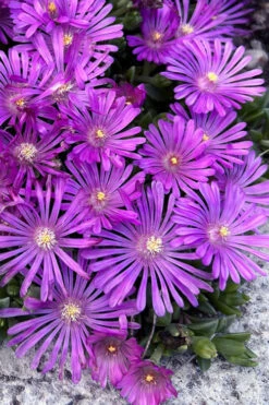 Orchid Flash Hardy Ice Plant - 1 Gallon Pot -Wilson Bros Gardens delosperma kaleidoscope orchid flash hardy ice plant 6