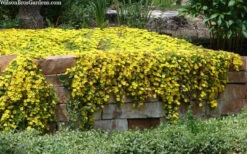 Hardy Yellow Ice Plant (Delosperma Nubigenum) - 6 Pack Of Pint Pots -Wilson Bros Gardens delosperma nubigenum hardy yellow ice plant 1