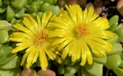 Hardy Yellow Ice Plant (Delosperma Nubigenum) - 6 Pack Of Pint Pots -Wilson Bros Gardens delosperma nubigenum hardy yellow ice plant 6
