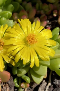 Hardy Yellow Ice Plant (Delosperma Nubigenum) - 6 Pack Of Pint Pots -Wilson Bros Gardens delosperma nubigenum hardy yellow ice plant 7