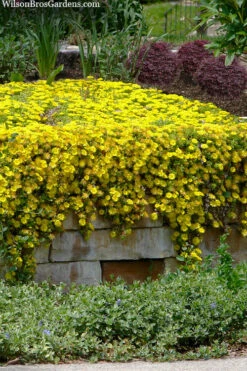 Hardy Yellow Ice Plant (Delosperma Nubigenum) - 6 Pack Of Pint Pots