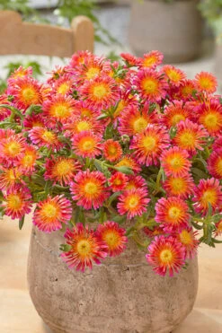 Ocean Sunset Orange Glow Ice Plant (Delosperma) - 12 Pack Of Quart Pots -Wilson Bros Gardens delosperma ocean sunset orange glow 5
