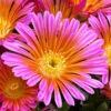 Ocean Sunset Orange Glow Ice Plant (Delosperma) - 12 Pack Of Quart Pots