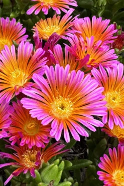 Ocean Sunset Orange Glow Ice Plant (Delosperma) - 12 Pack Of Quart Pots -Wilson Bros Gardens delosperma ocean sunset orange glow ice plant 3