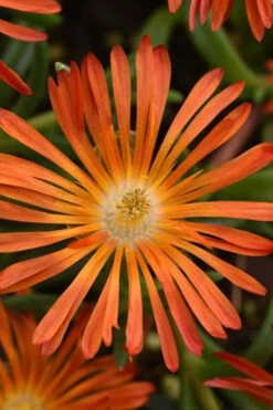 Ocean Sunset Orange Vibe Ice Plant (Delosperma) - 1 Gallon Pot -Wilson Bros Gardens delosperma ocean sunset orange vibe ice plant 1 1