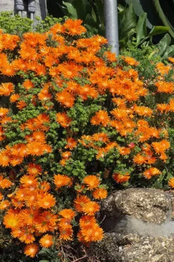 Ocean Sunset Orange Vibe Ice Plant (Delosperma) - 1 Gallon Pot -Wilson Bros Gardens delosperma ocean sunset orange vibe ice plant 2 1