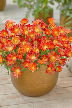 Ocean Sunset Orange Vibe Ice Plant (Delosperma) - 1 Gallon Pot -Wilson Bros Gardens delosperma ocean sunset orange vibe ice plant 3 1