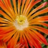 Ocean Sunset Orange Vibe Ice Plant (Delosperma) - 12-Pack Of Quart Pots