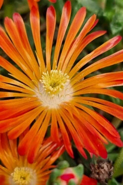 Ocean Sunset Orange Vibe Ice Plant (Delosperma) - 12-Pack Of Quart Pots