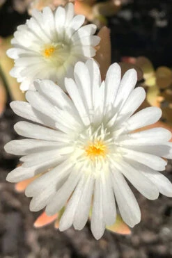 Jewel Of The Desert Moonstone White Ice Plant - 12 Pack Of Quart Pots -Wilson Bros Gardens delospermoa jewel of the desert moonstone ice plant 3