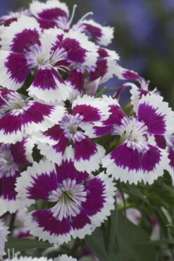 Barbarini 'Purple Picotee' Sweet William (Dianthus) - 5 Pack Of Quart Pots 9 Barbarini 'Purple Picotee' Sweet William (Dianthus) - 5 Pack Of Quart Pots -Wilson Bros Gardens dianthus barbatus purple picotee sweet williams 1