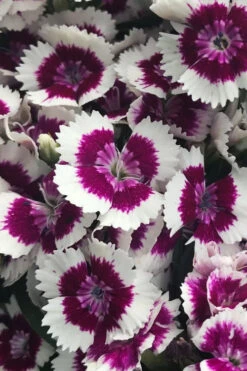 Barbarini 'Purple Picotee' Sweet William (Dianthus) - 5 Pack Of Quart Pots 8 Barbarini 'Purple Picotee' Sweet William (Dianthus) - 5 Pack Of Quart Pots -Wilson Bros Gardens dianthus barbatus purple picotee sweet williams 2