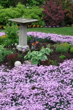 Bath's Pink Dianthus - 5 Pack Of Quart Pots -Wilson Bros Gardens dianthus baths pink 102