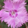 Bath's Pink Dianthus - 5 Pack Of Quart Pots