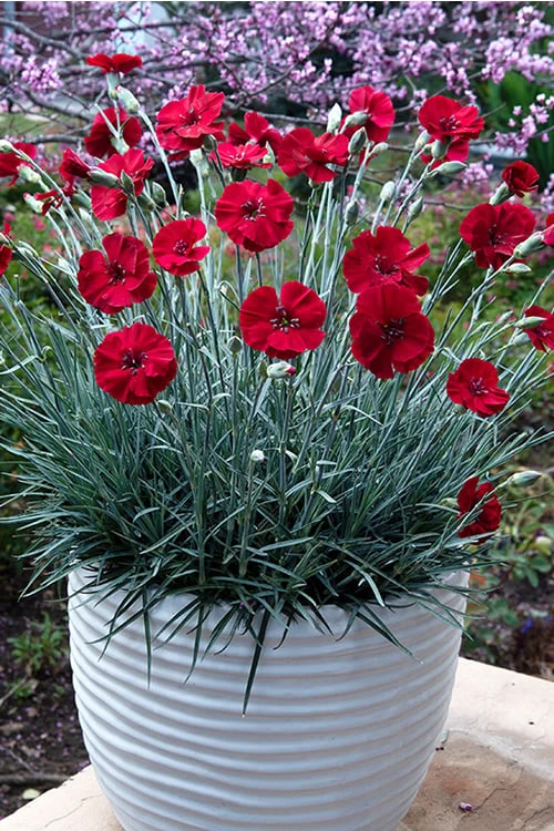 Cherry Pie Dianthus (Carnations) 1 Gallon Pot 1 Cherry Pie Dianthus (Carnations) 1 Gallon Pot