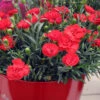 Early Bird Chili Dianthus (Carnations) 1 Gallon Pot