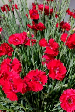 Fire Star Dianthus (Carnation) - 10 Pack Of Quart Pots -Wilson Bros Gardens dianthus fire star 2