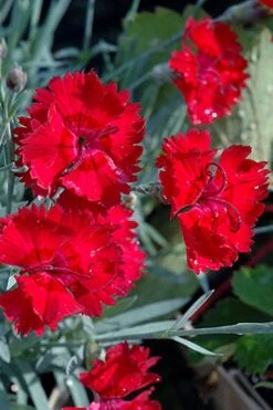 Fire Star Dianthus (Carnation) - 1 Gallon Pot 8 Fire Star Dianthus (Carnation) - 1 Gallon Pot -Wilson Bros Gardens dianthus fire star cottage pinks 101 2