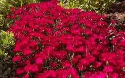 Red Beauty Dianthus (Carnation) - 5 Pack Of Quart Pots 7 Red Beauty Dianthus (Carnation) - 5 Pack Of Quart Pots -Wilson Bros Gardens dianthus gratianopolitanus red beauty carnations 4